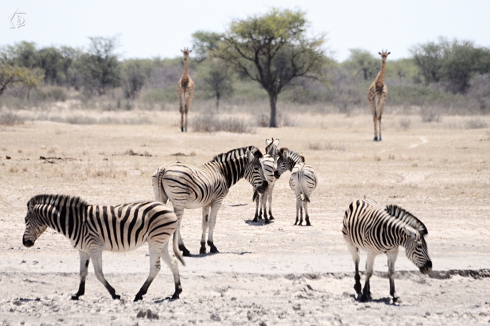 Zebra