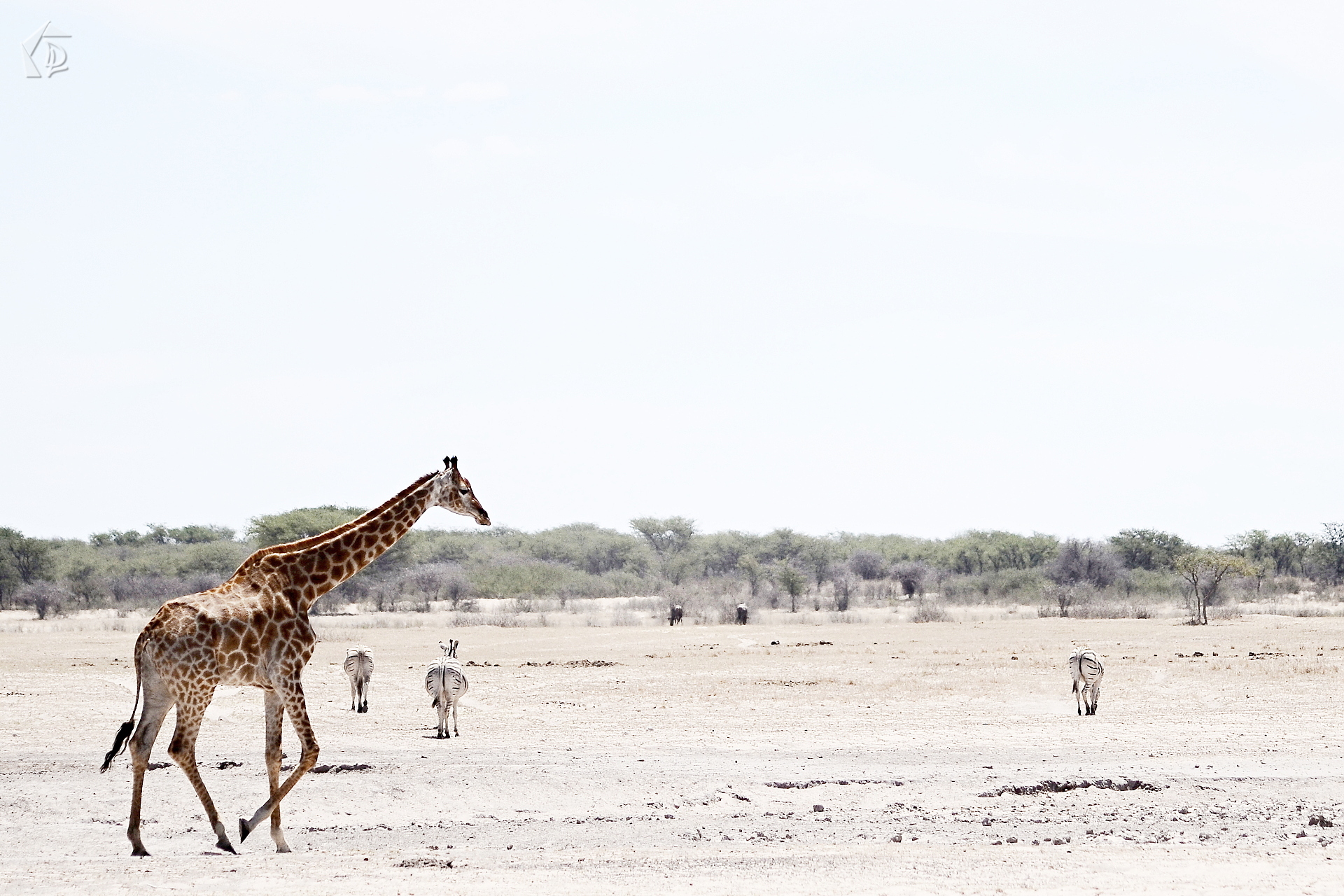 Giraffe