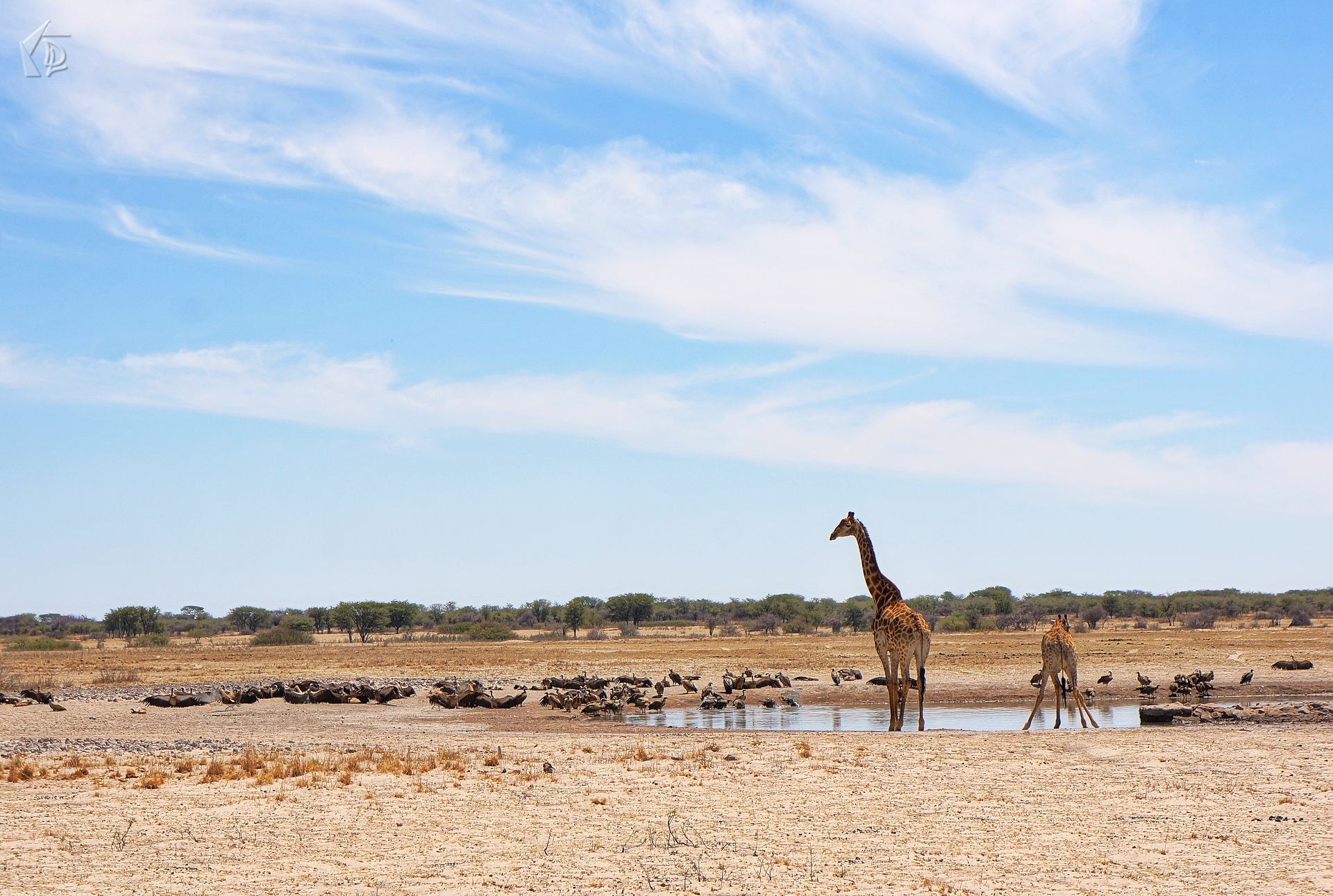 Giraffe