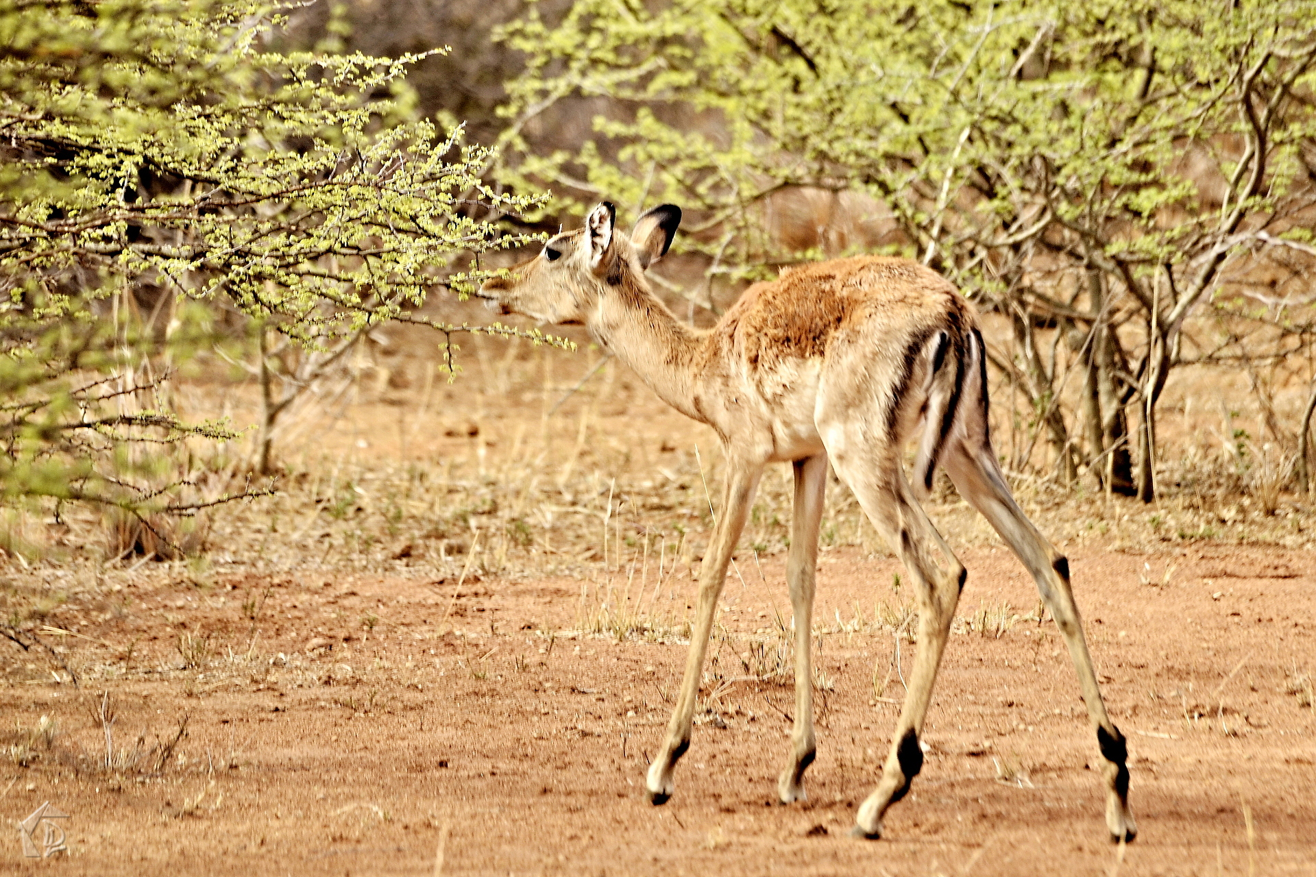 Deer