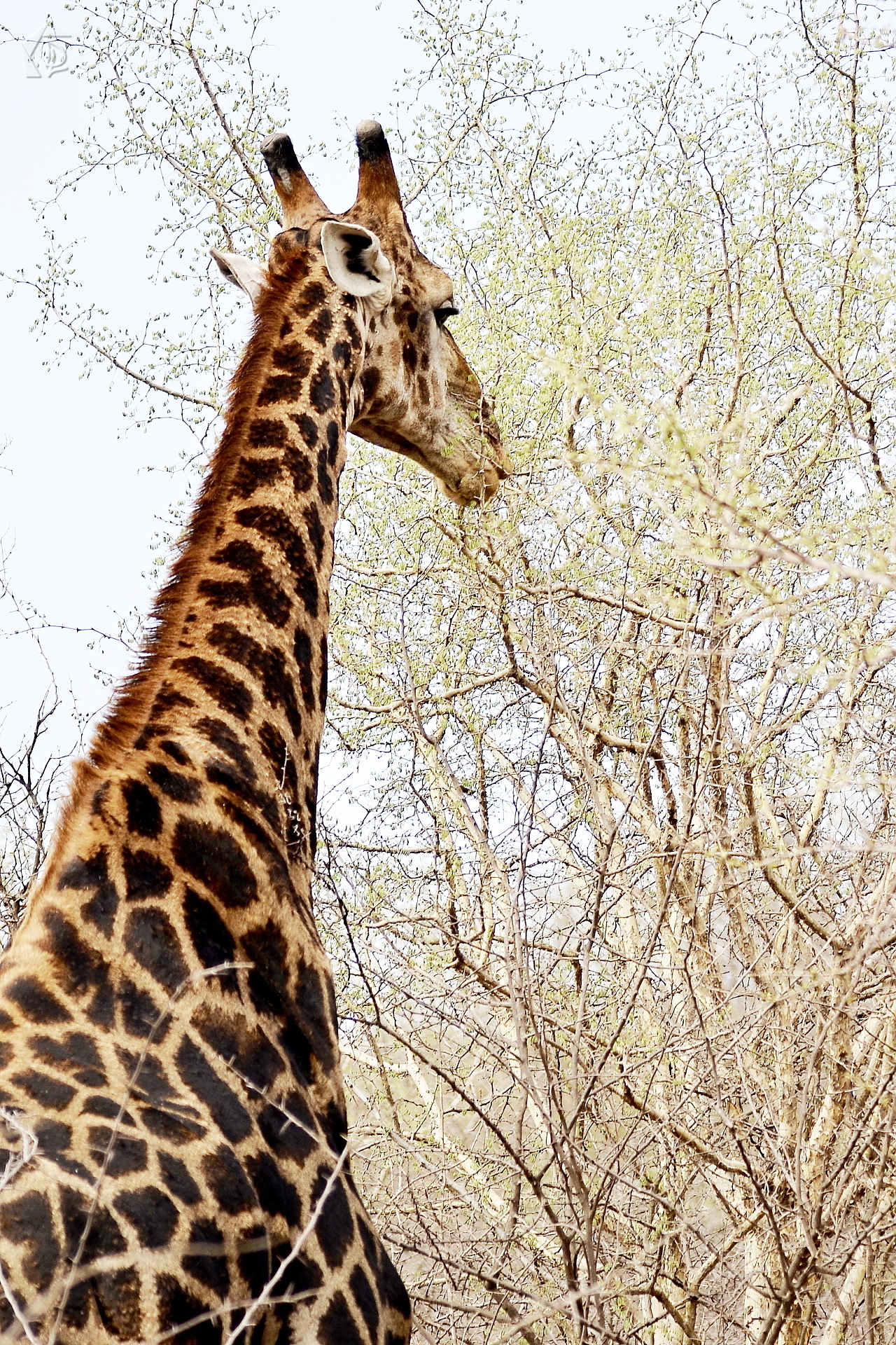 Giraffe