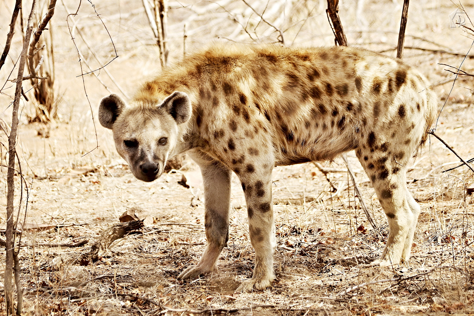 Hyena