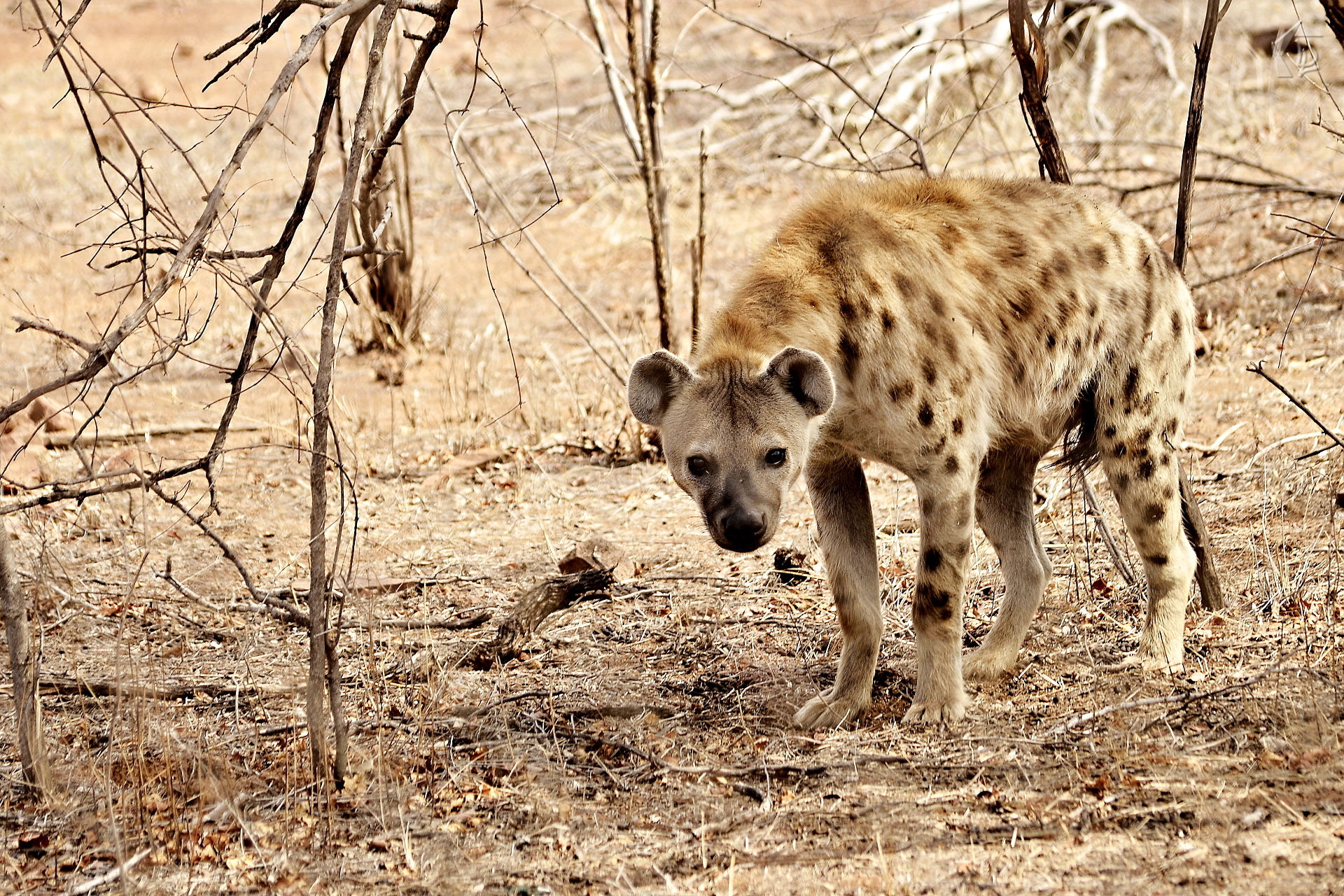 Hyena