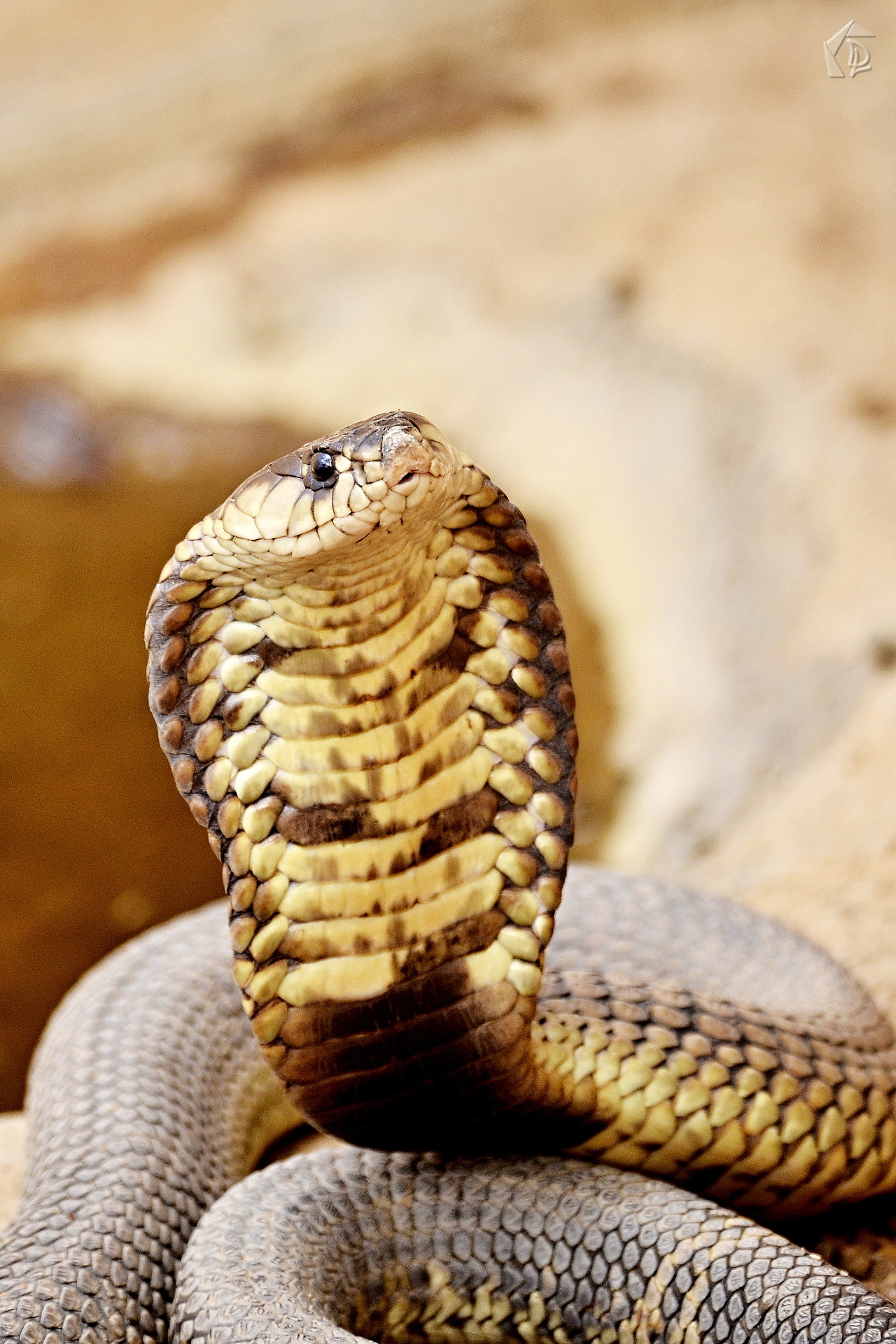 Cobra