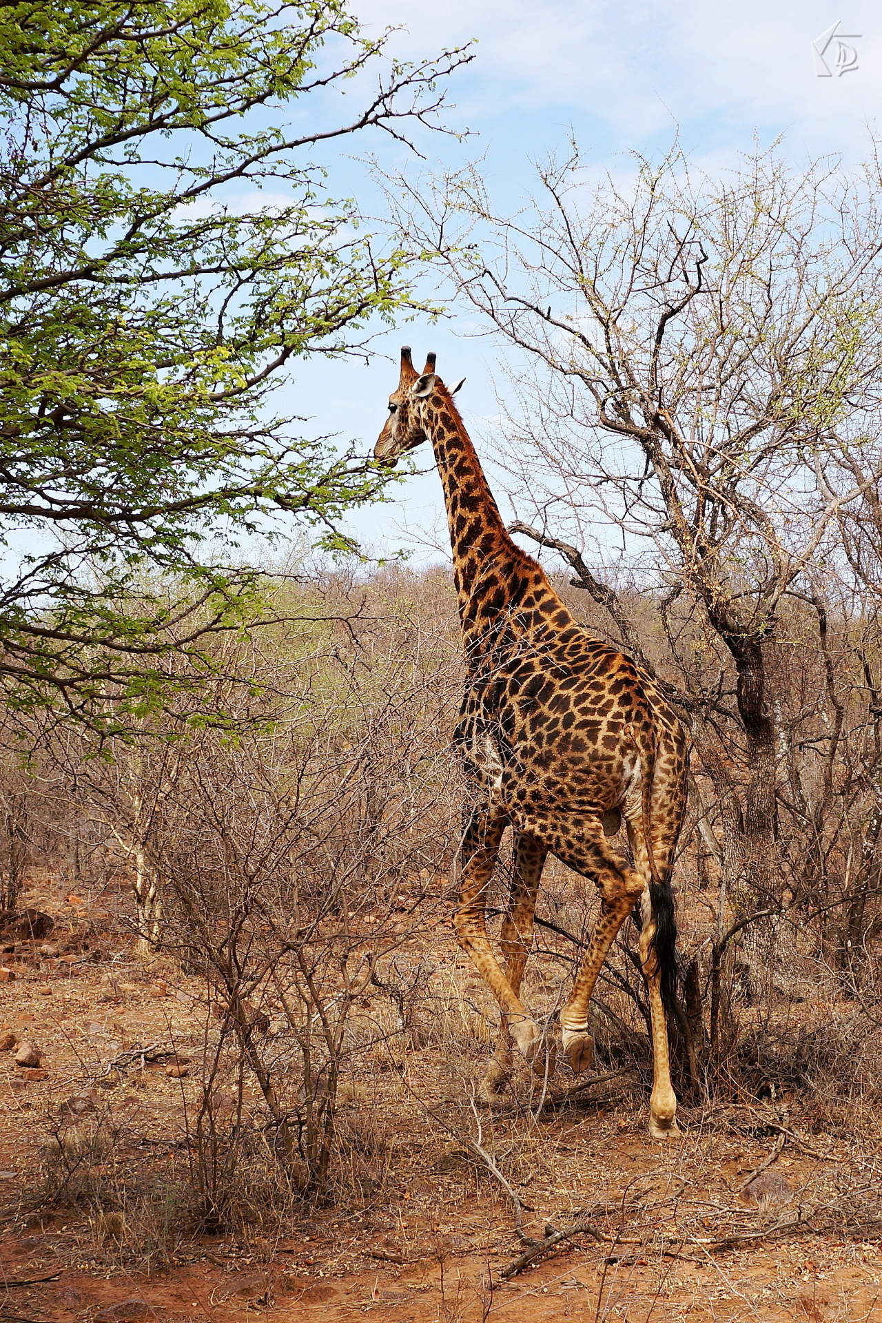 Giraffe