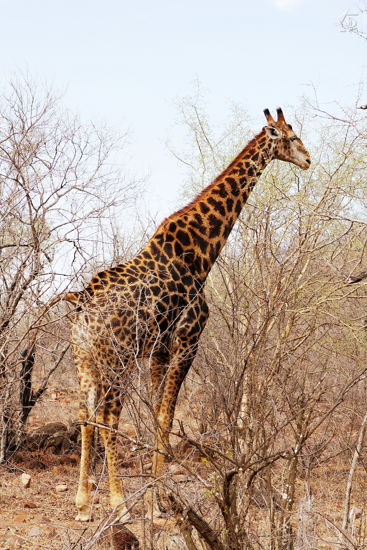 Giraffe