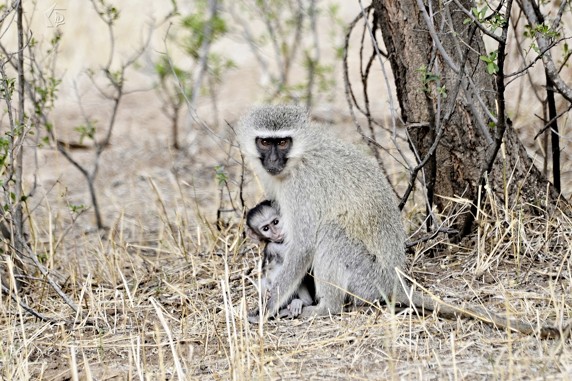 Monkey