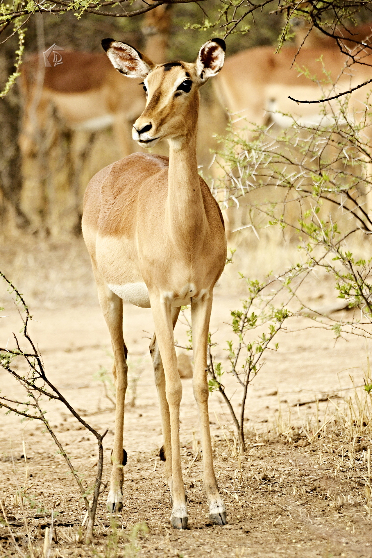 Deer