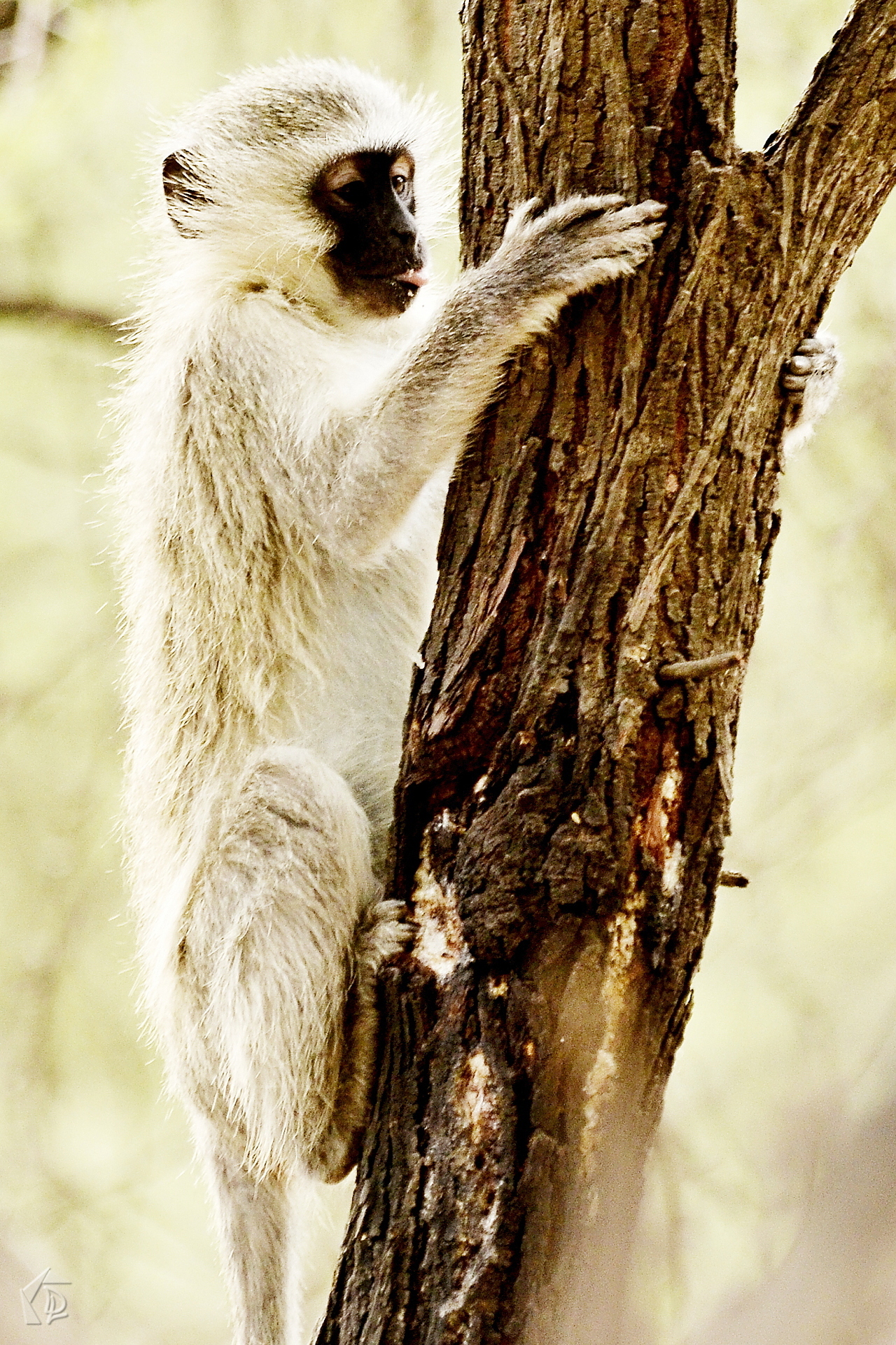 Monkey
