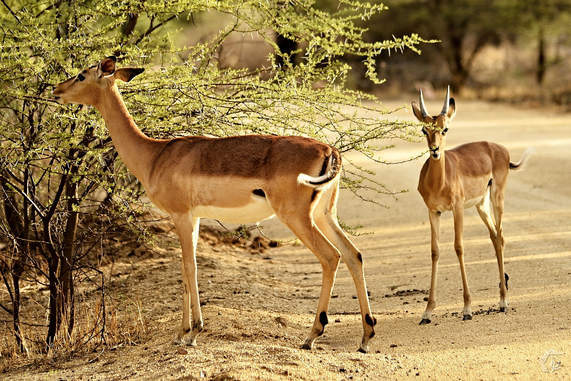 Deer