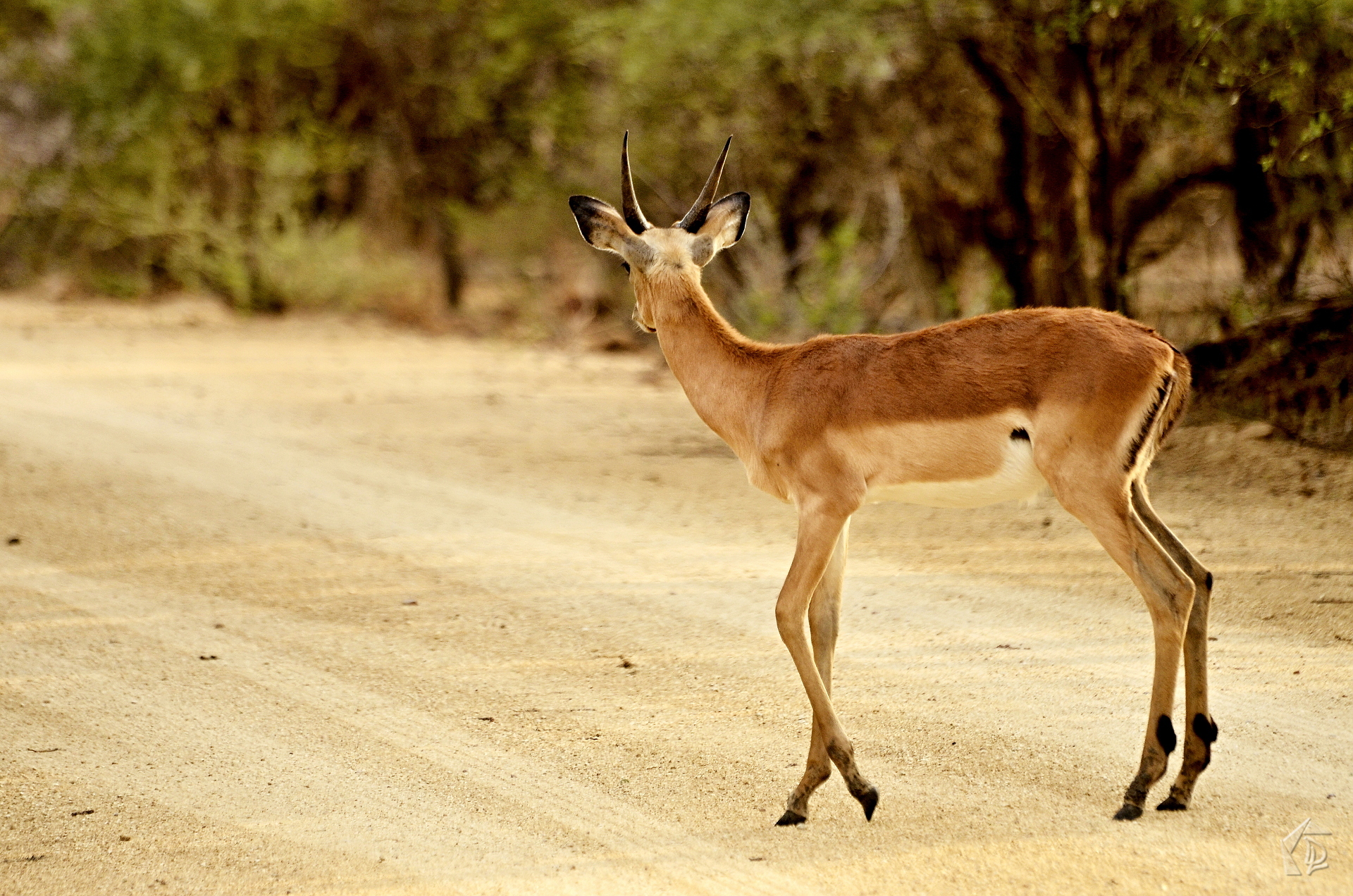 Deer