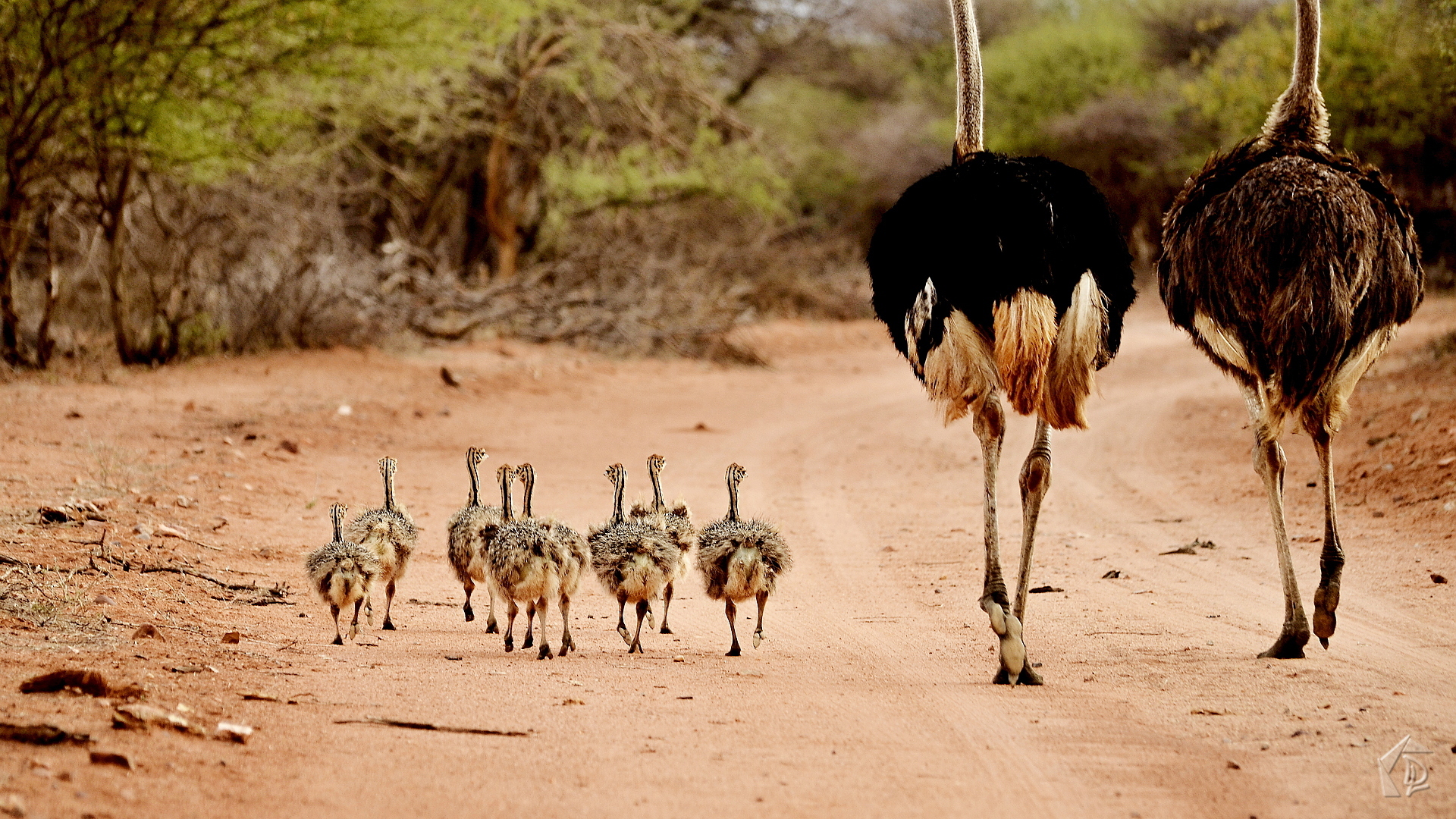 Ostrich