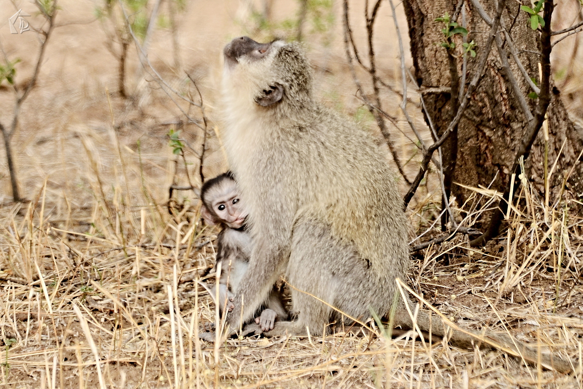 Monkey