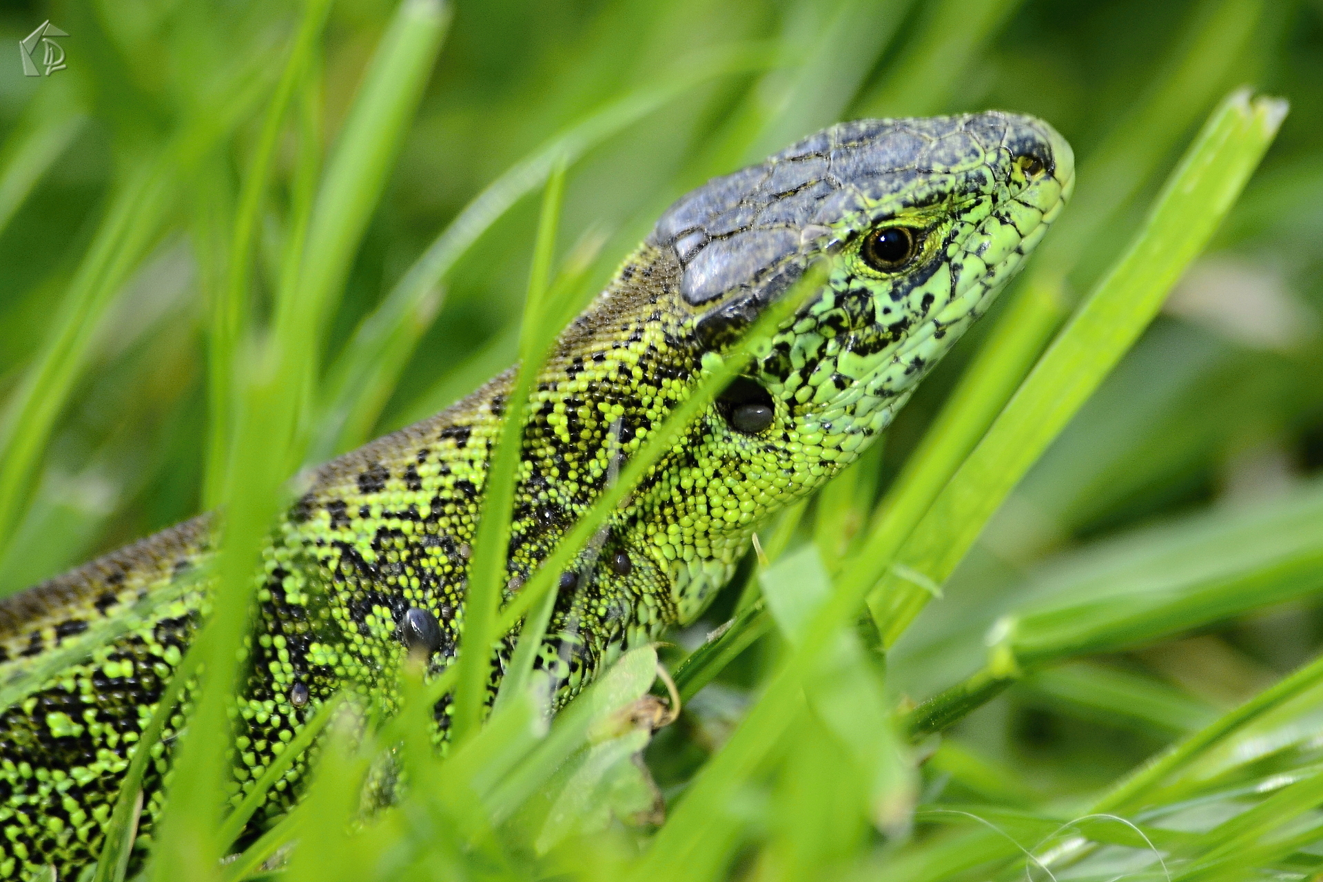 Lizard