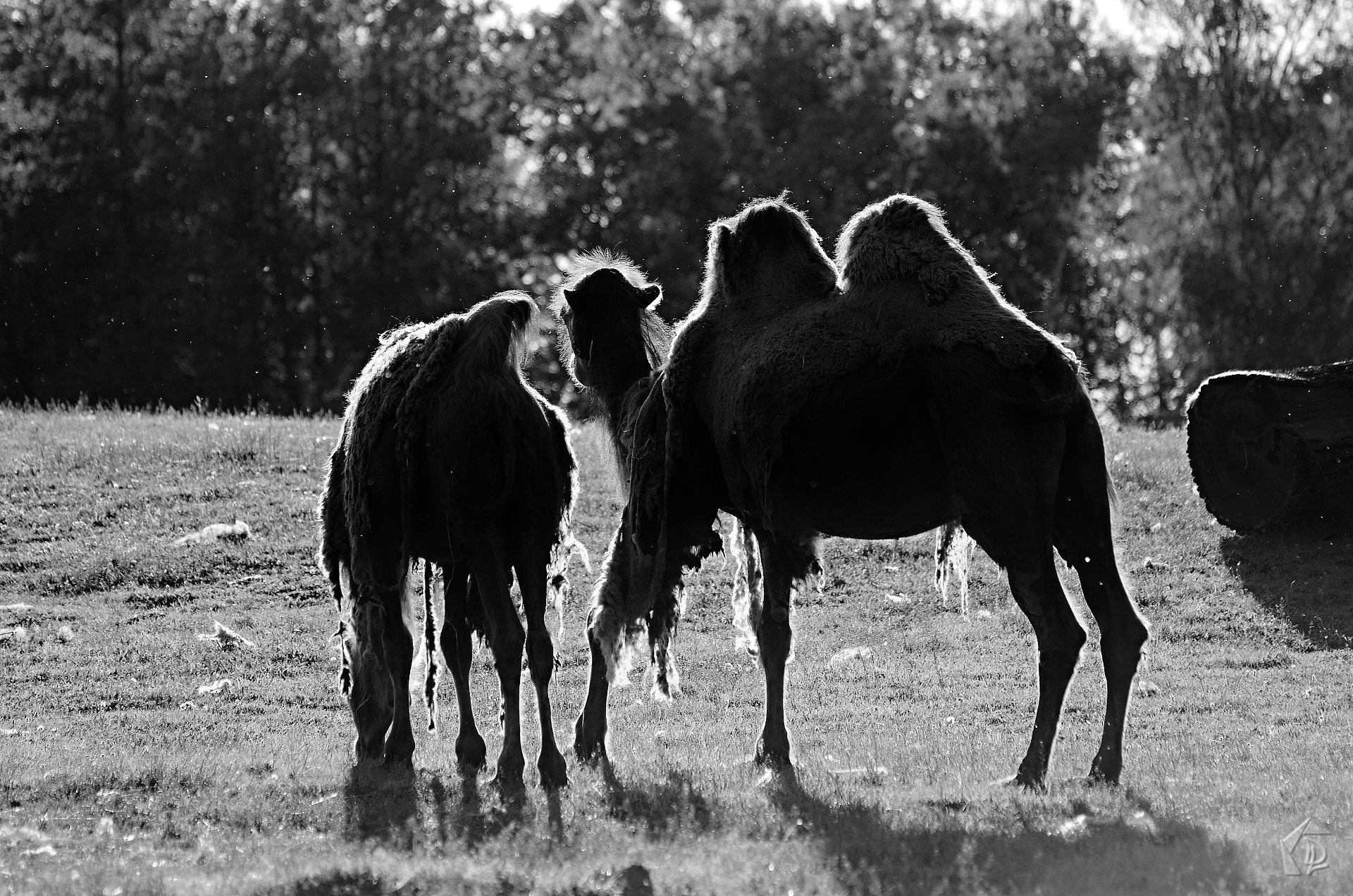 Camel