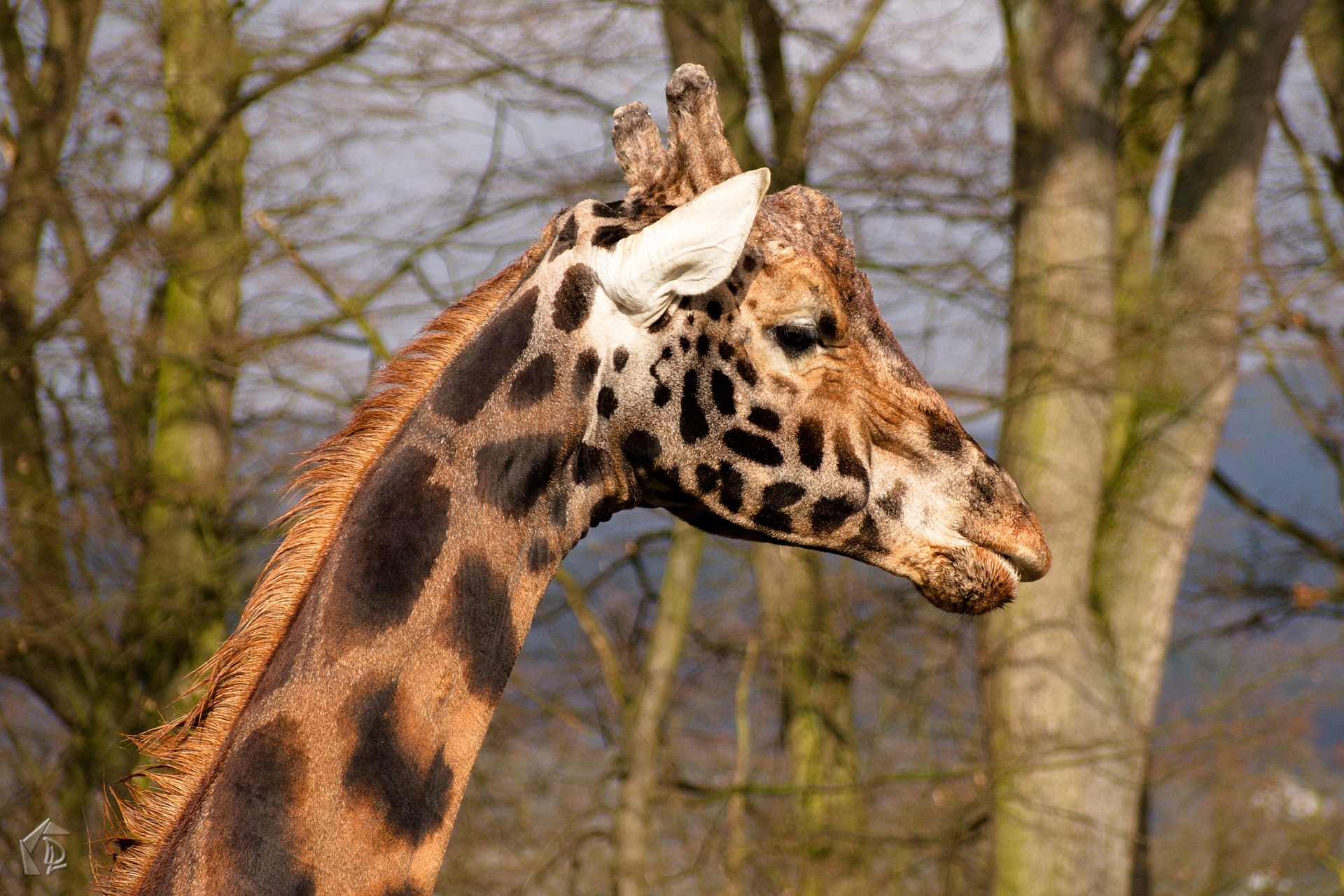 Giraffe