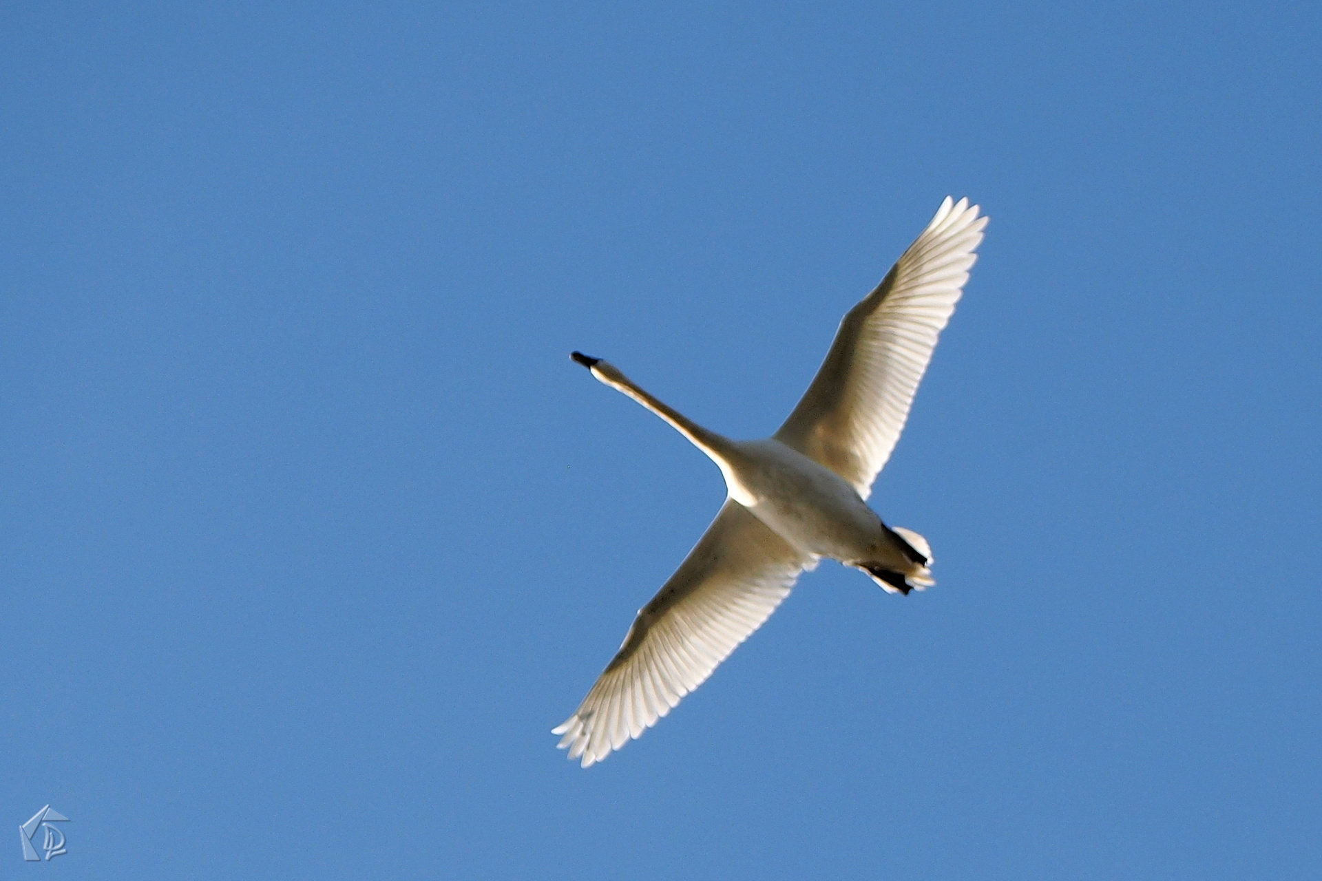 Swan