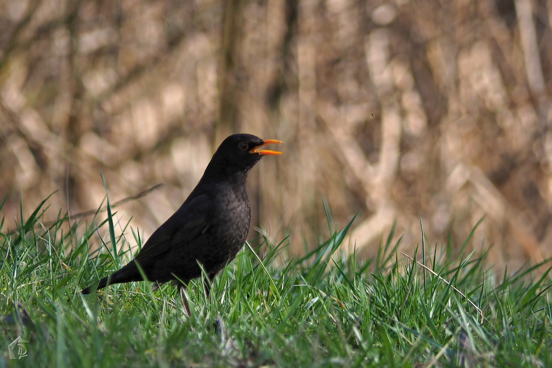 Black bird