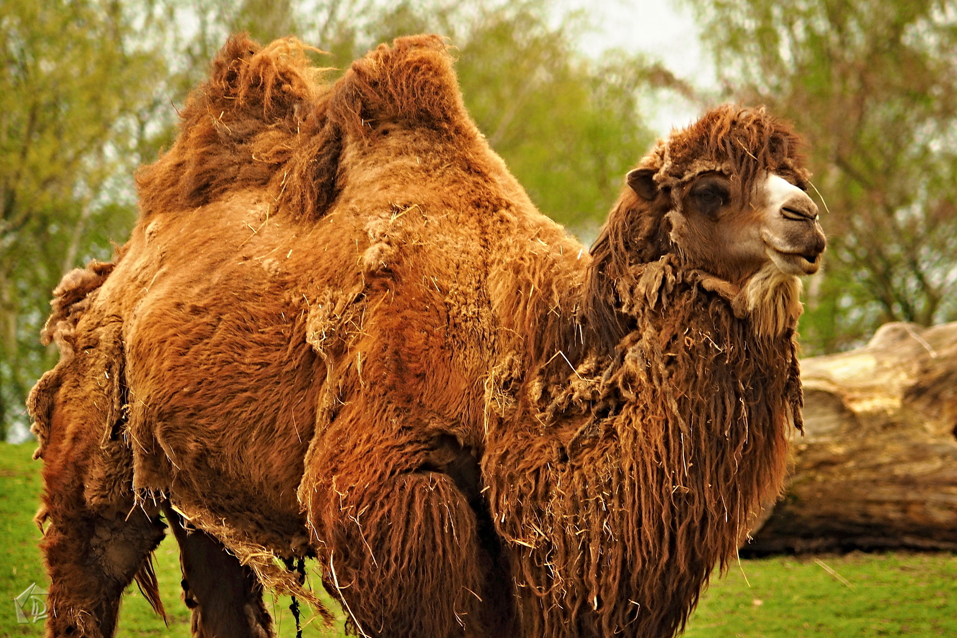 Camel